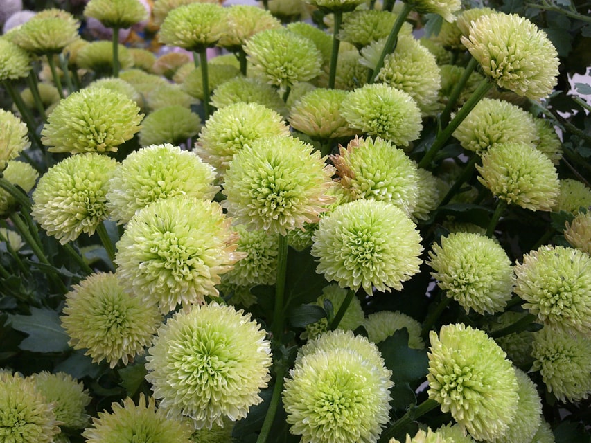 西安植物园菊花展随拍