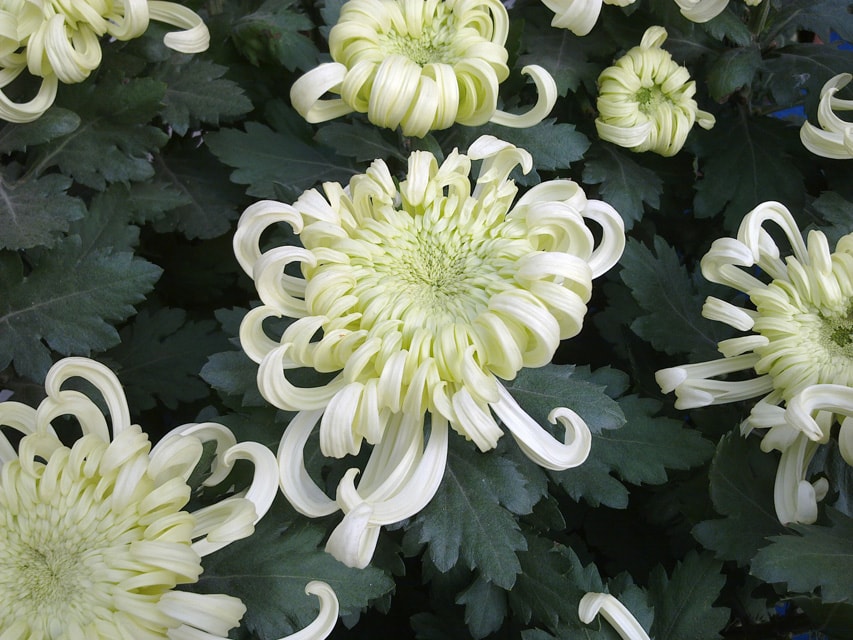 西安植物园菊花展随拍