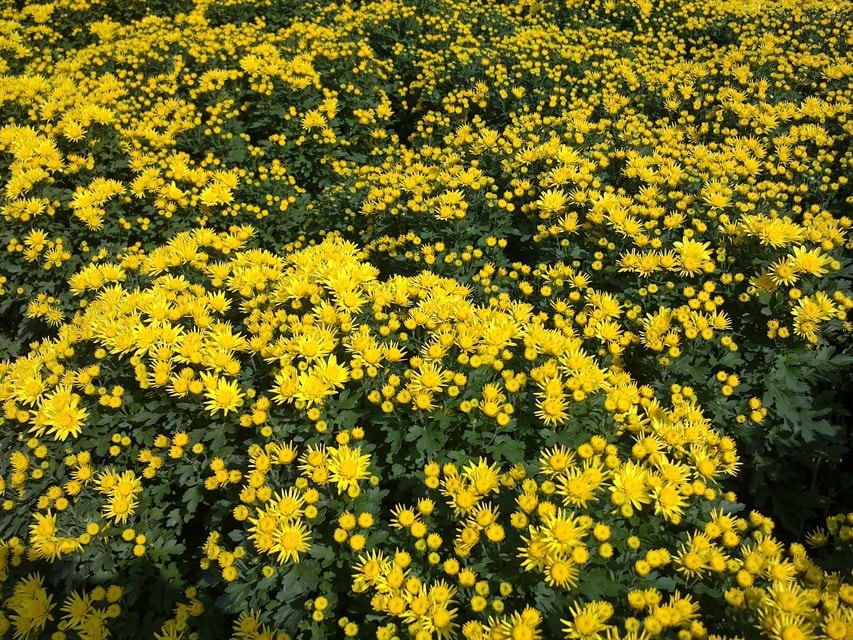 西安植物园菊花展随拍